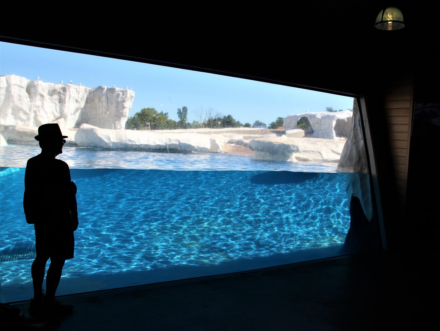 Detroit Zoo - Arctic Ring of Life- Summer/Fall, 2016