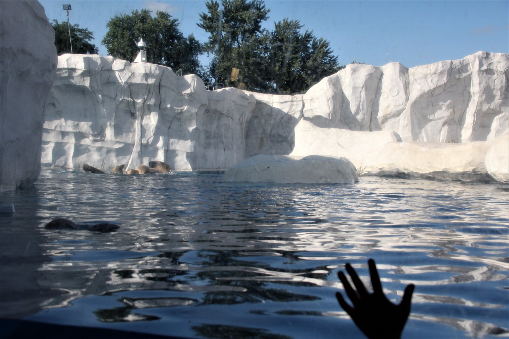 Detroit Zoo - Arctic Ring of Life- Summer/Fall, 2016