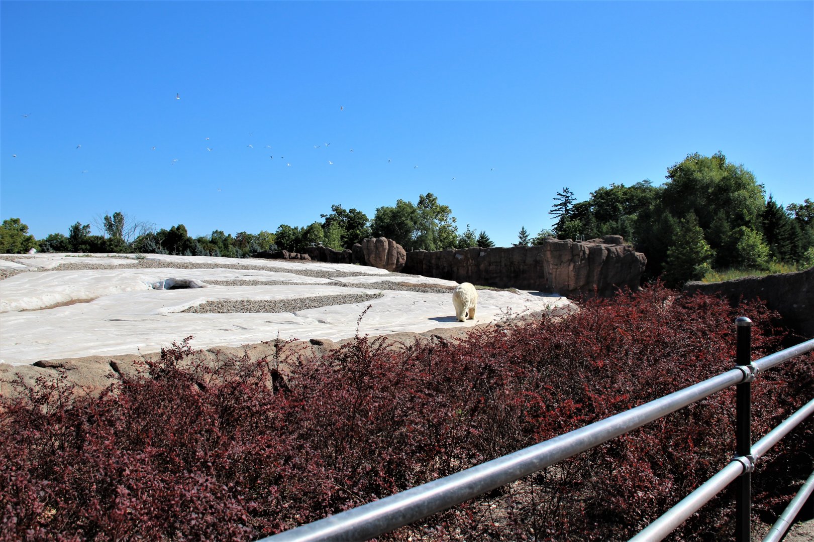 Detroit Zoo - Arctic Ring of Life- Summer/Fall, 2016