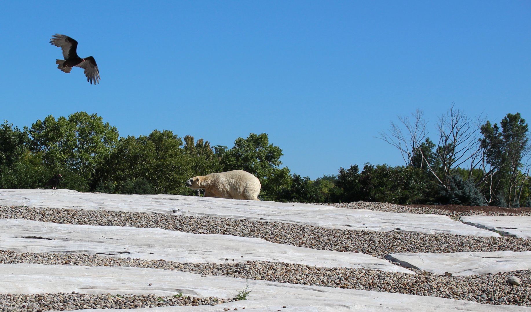 Detroit Zoo - Arctic Ring of Life- Summer/Fall, 2016
