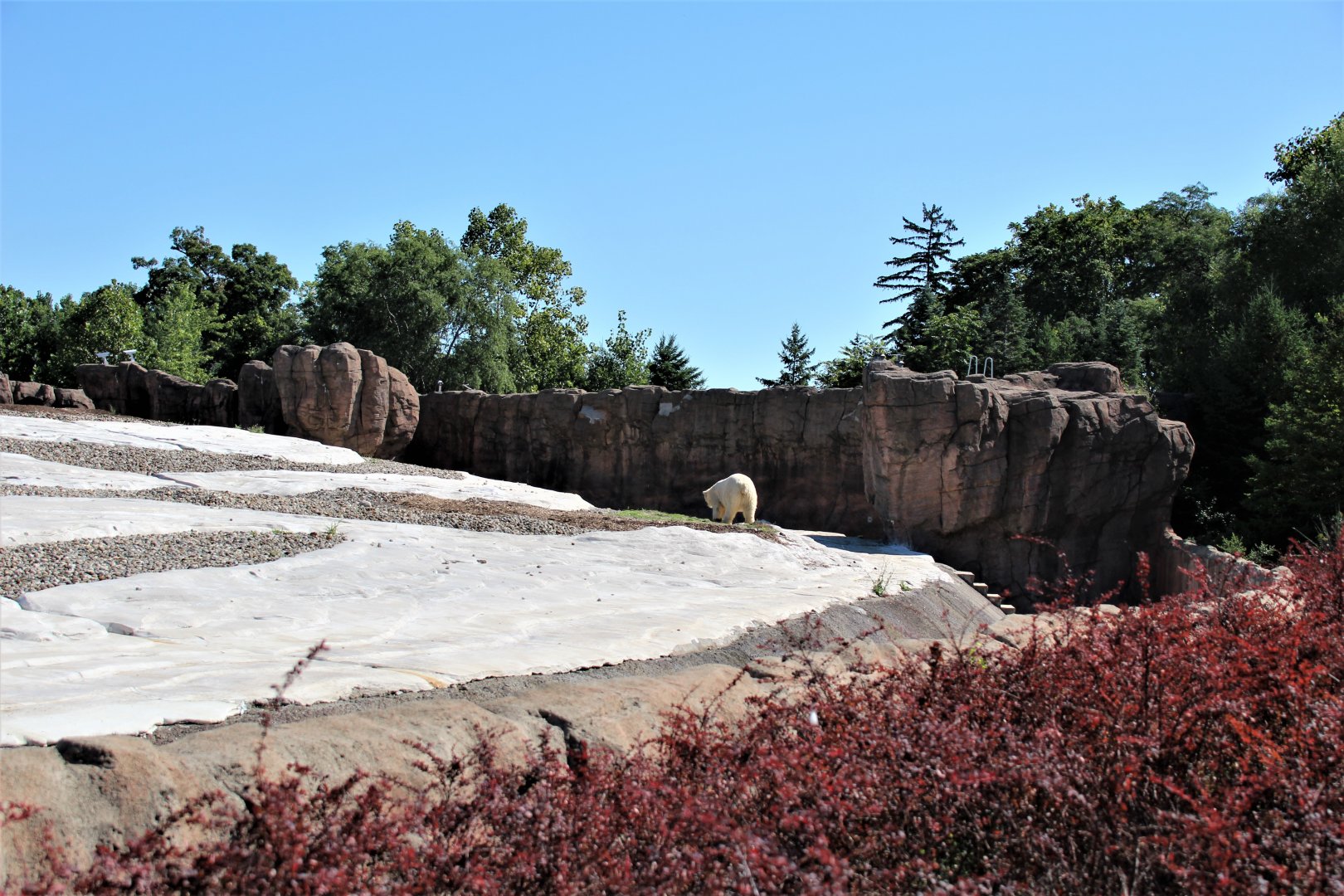 Detroit Zoo - Arctic Ring of Life- Summer/Fall, 2016