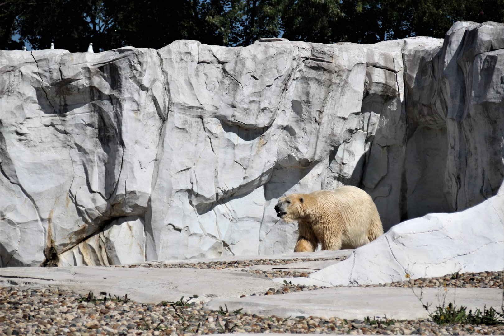 Detroit Zoo - Arctic Ring of Life- Summer/Fall, 2016