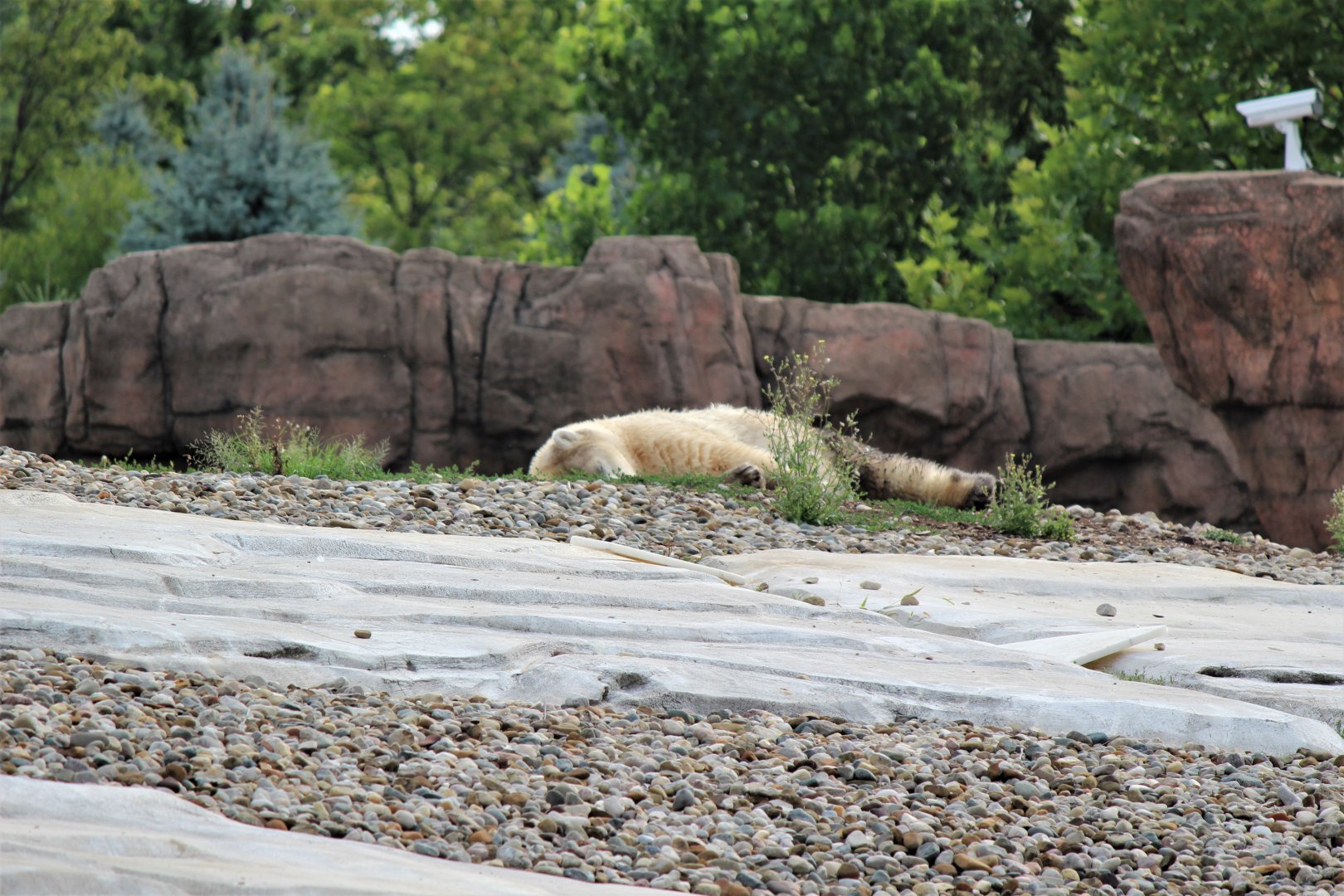 Detroit Zoo - Arctic Ring of Life- Summer/Fall, 2016