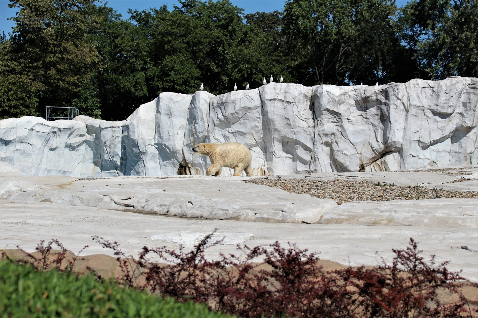 Detroit Zoo - Arctic Ring of Life- Summer/Fall, 2016