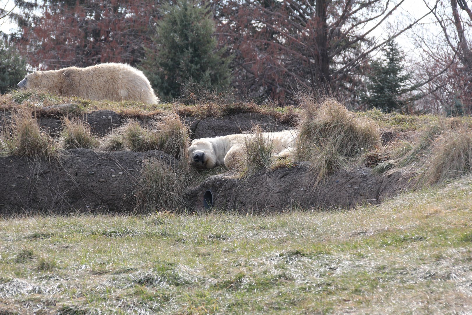 Detroit Zoo - Arctic Ring of Life