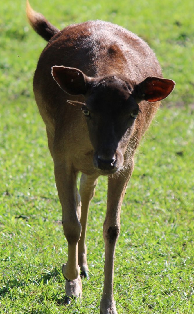 Detroit Zoo - August, 2016 (I did not take note of what this was)