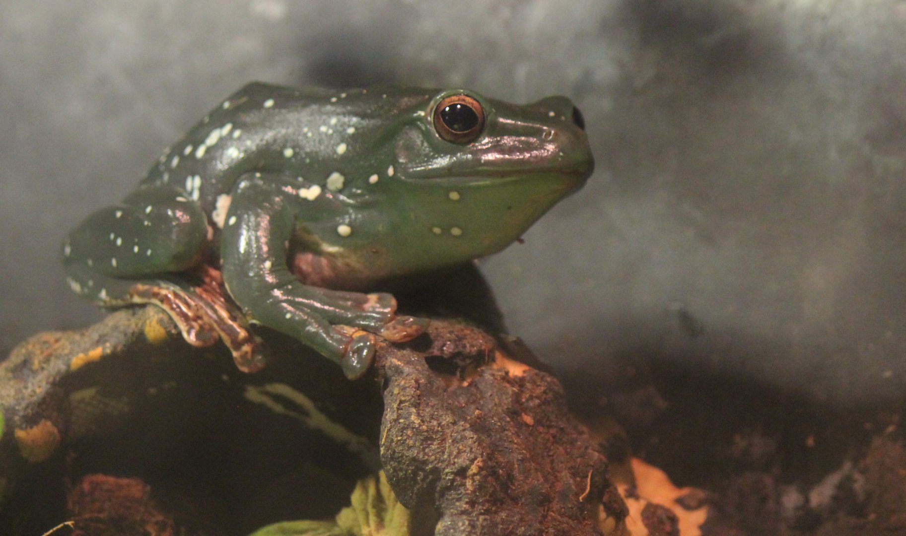 Detroit Zoo - August, 2016