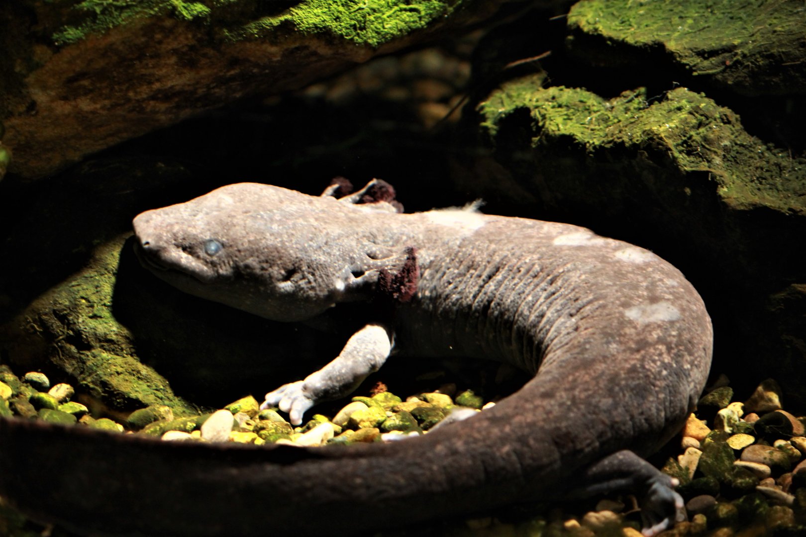 Detroit Zoo - August, 2016