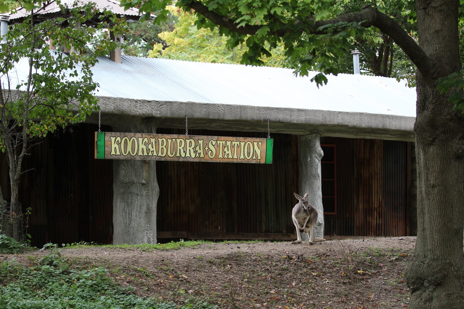 Detroit Zoo - Australian Outback Adventure - October, 2016