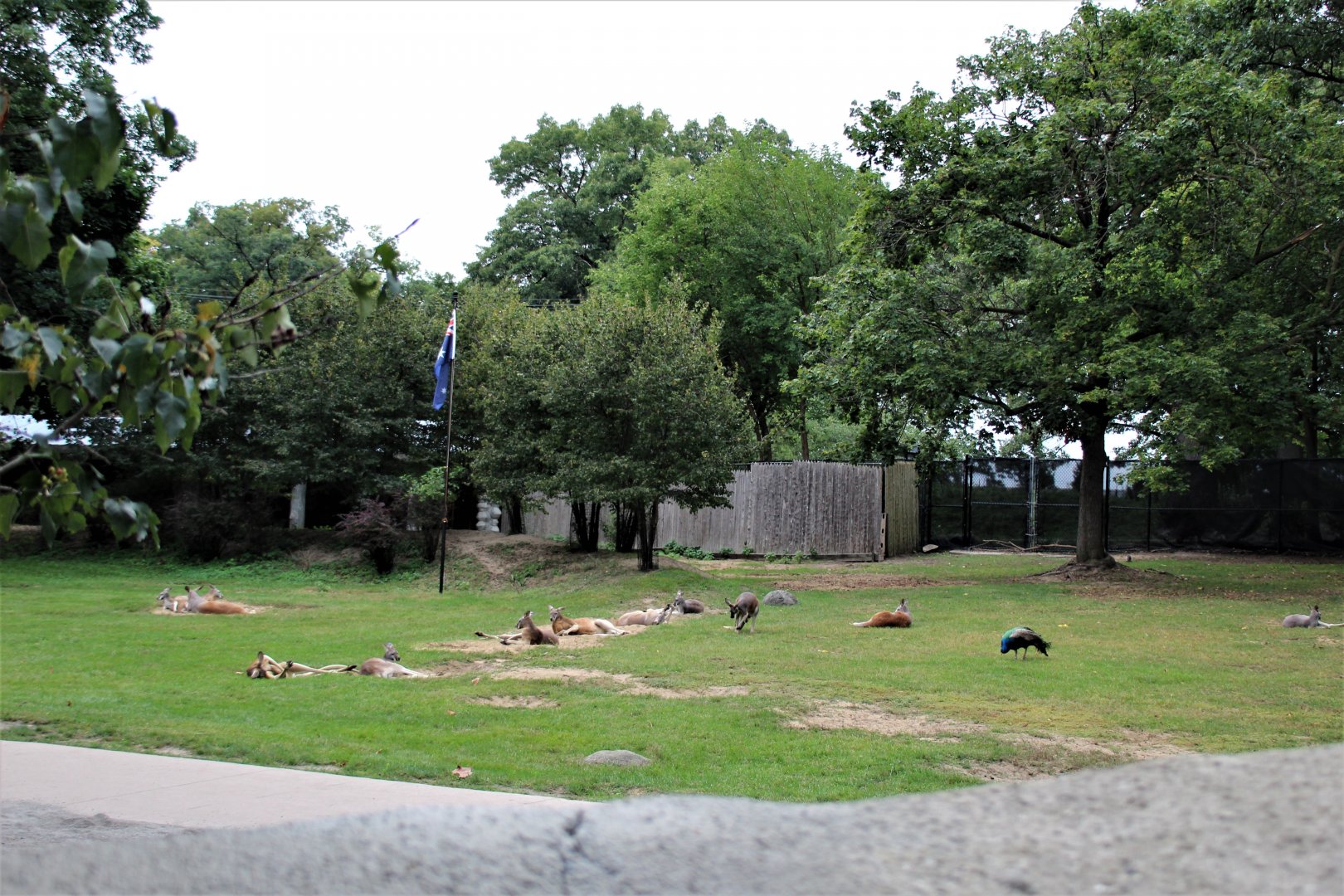 Detroit Zoo - Australian Outback Adventure - Summer, 2016