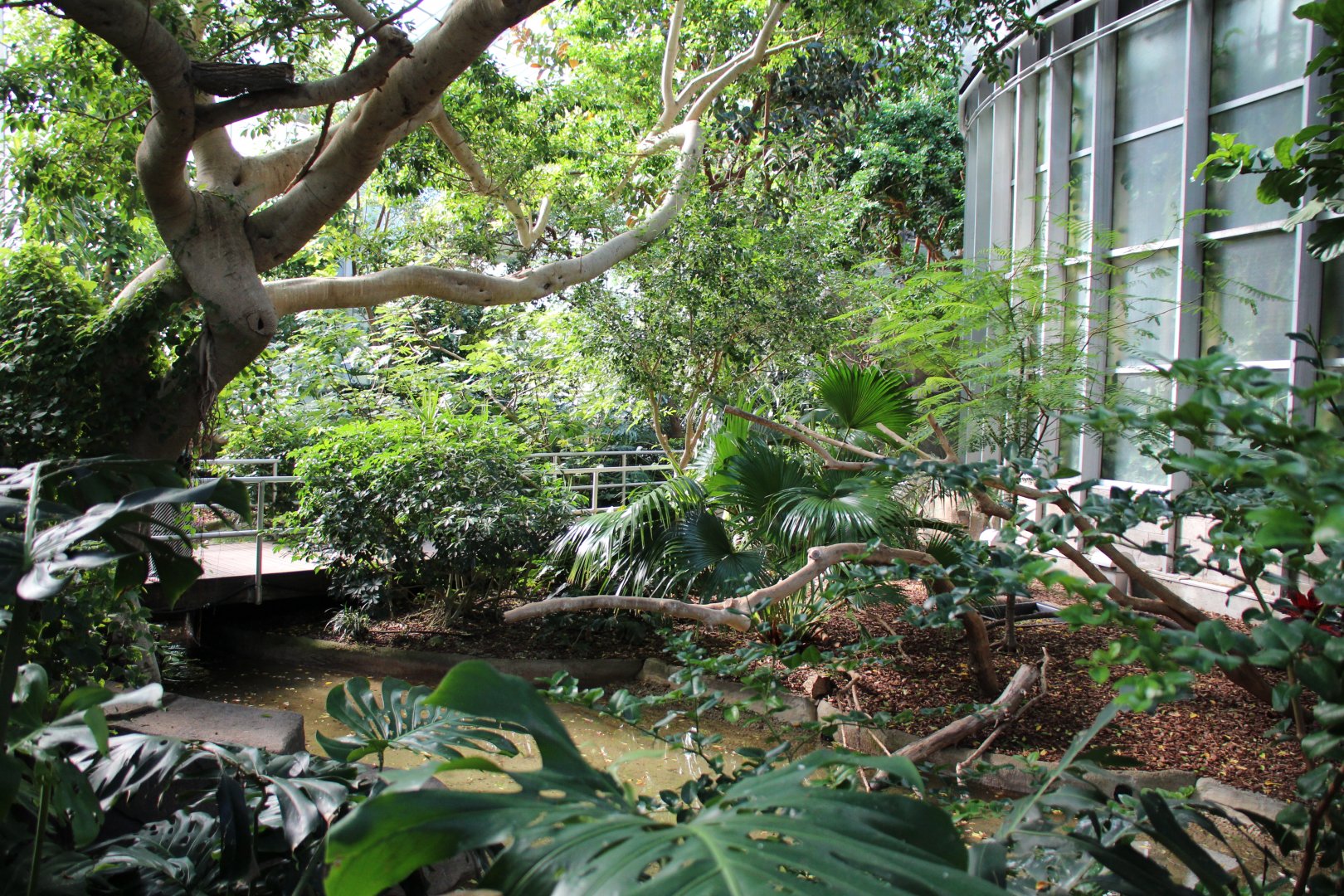 Detroit Zoo - Aviary - Summer, 2016