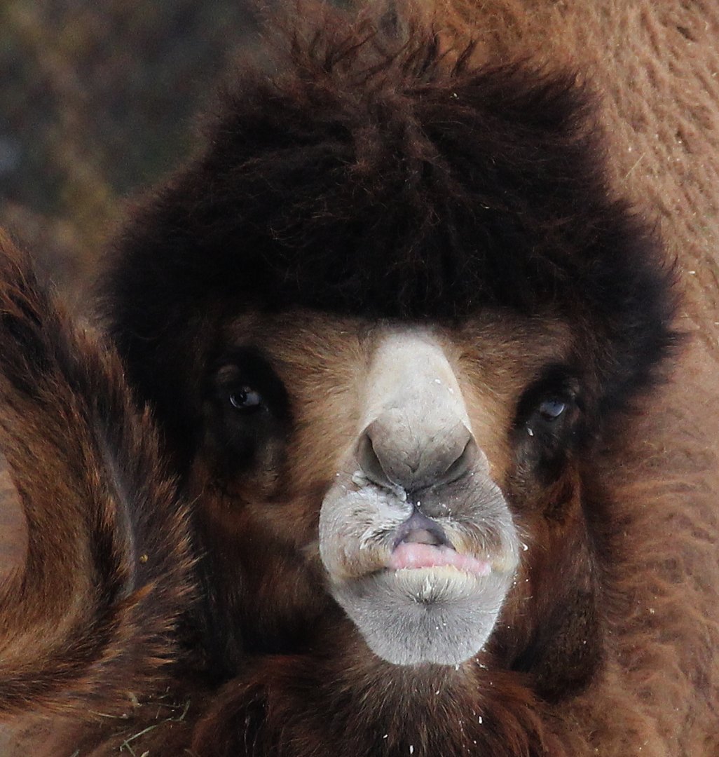 Detroit Zoo - Bactrian Camel - December 2016