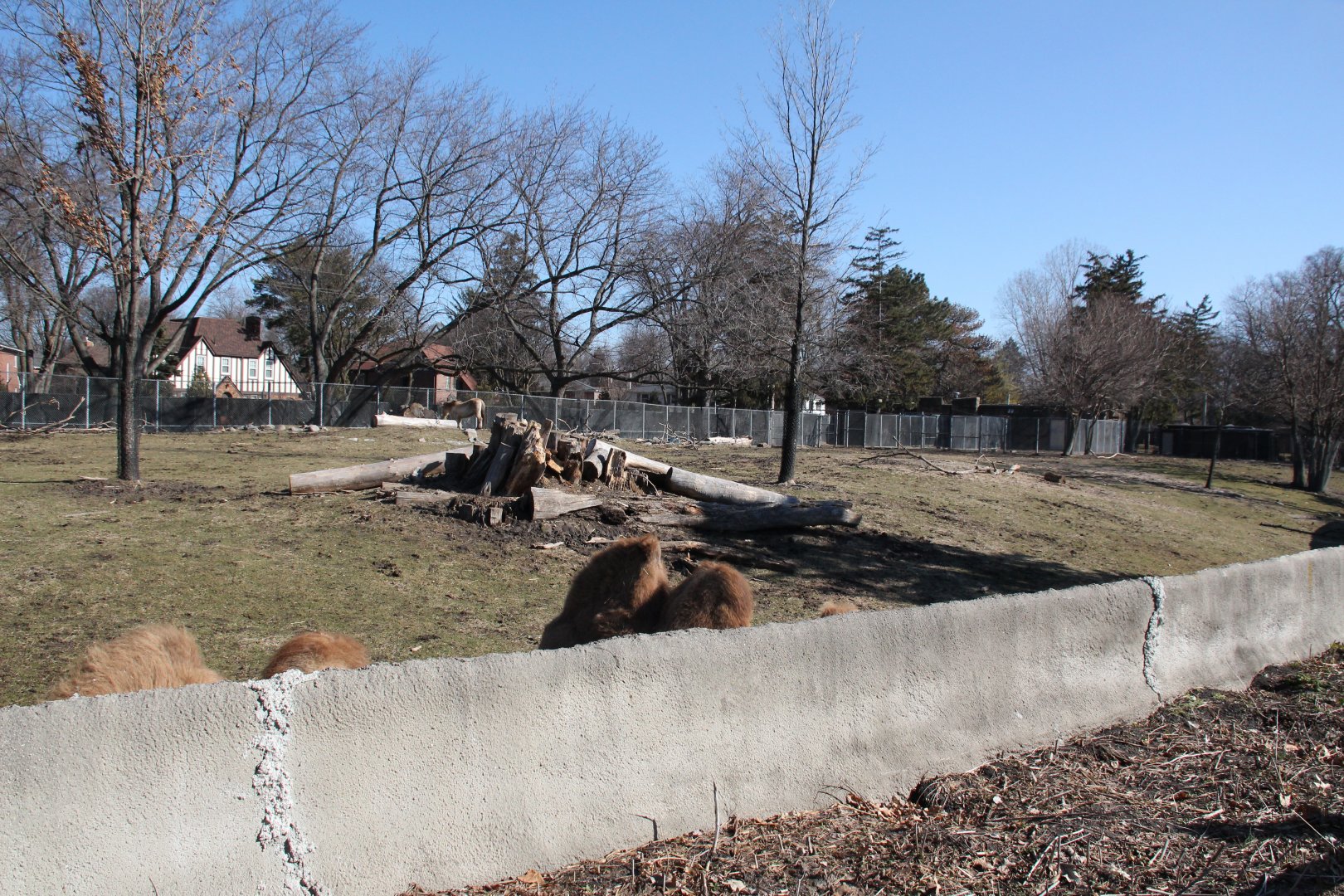 Detroit Zoo - Bactrian Camel exhibit