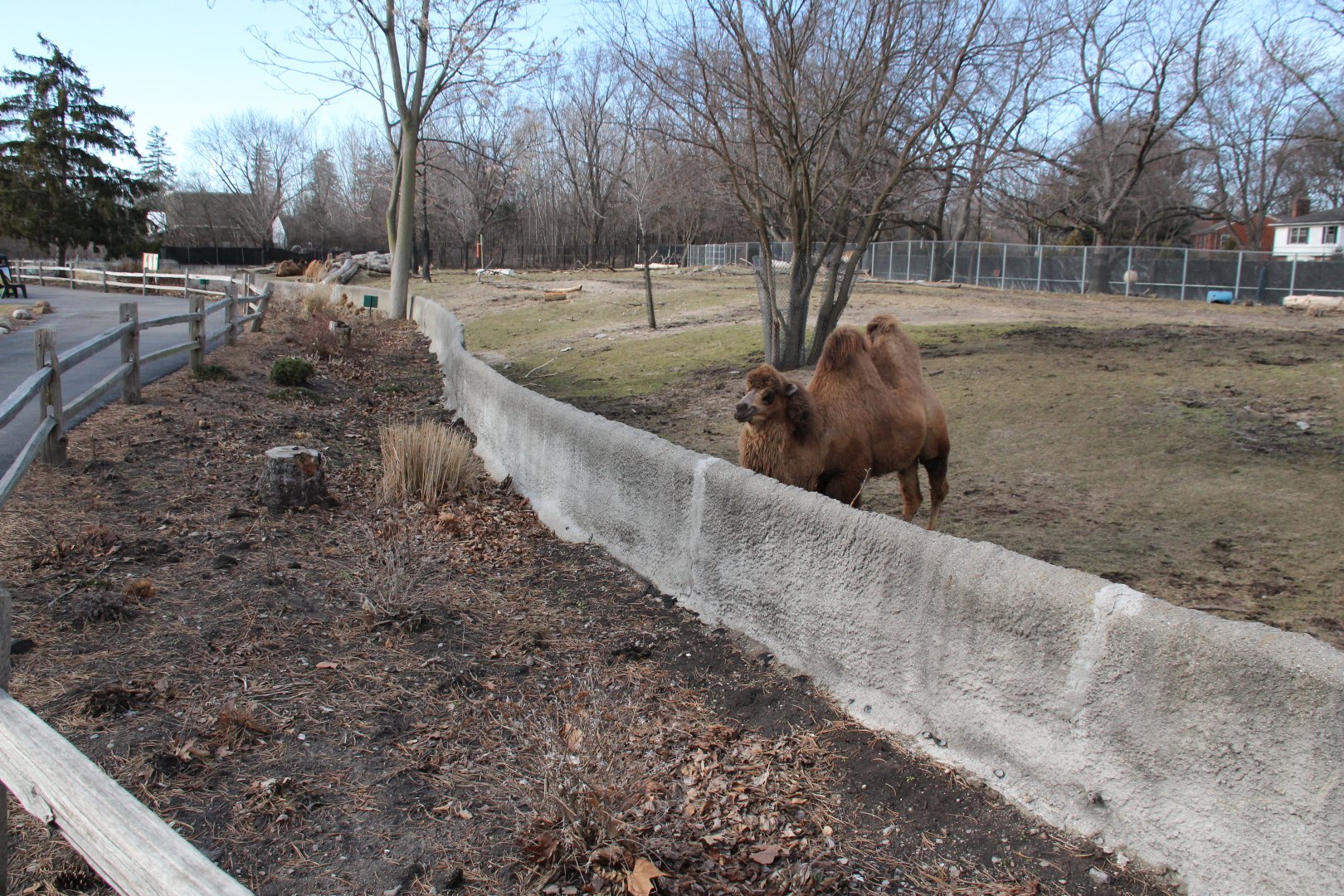 Detroit Zoo - Bactrian Camel exhibit