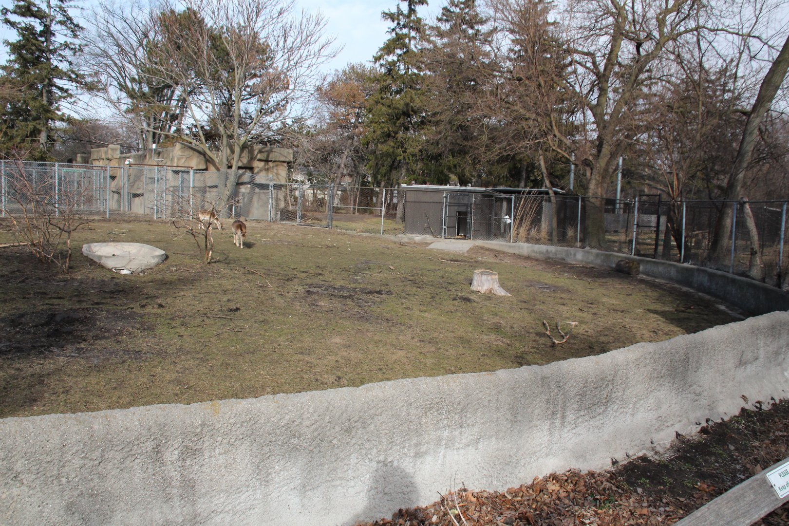 Detroit Zoo - Bactrian Camel exhibit
