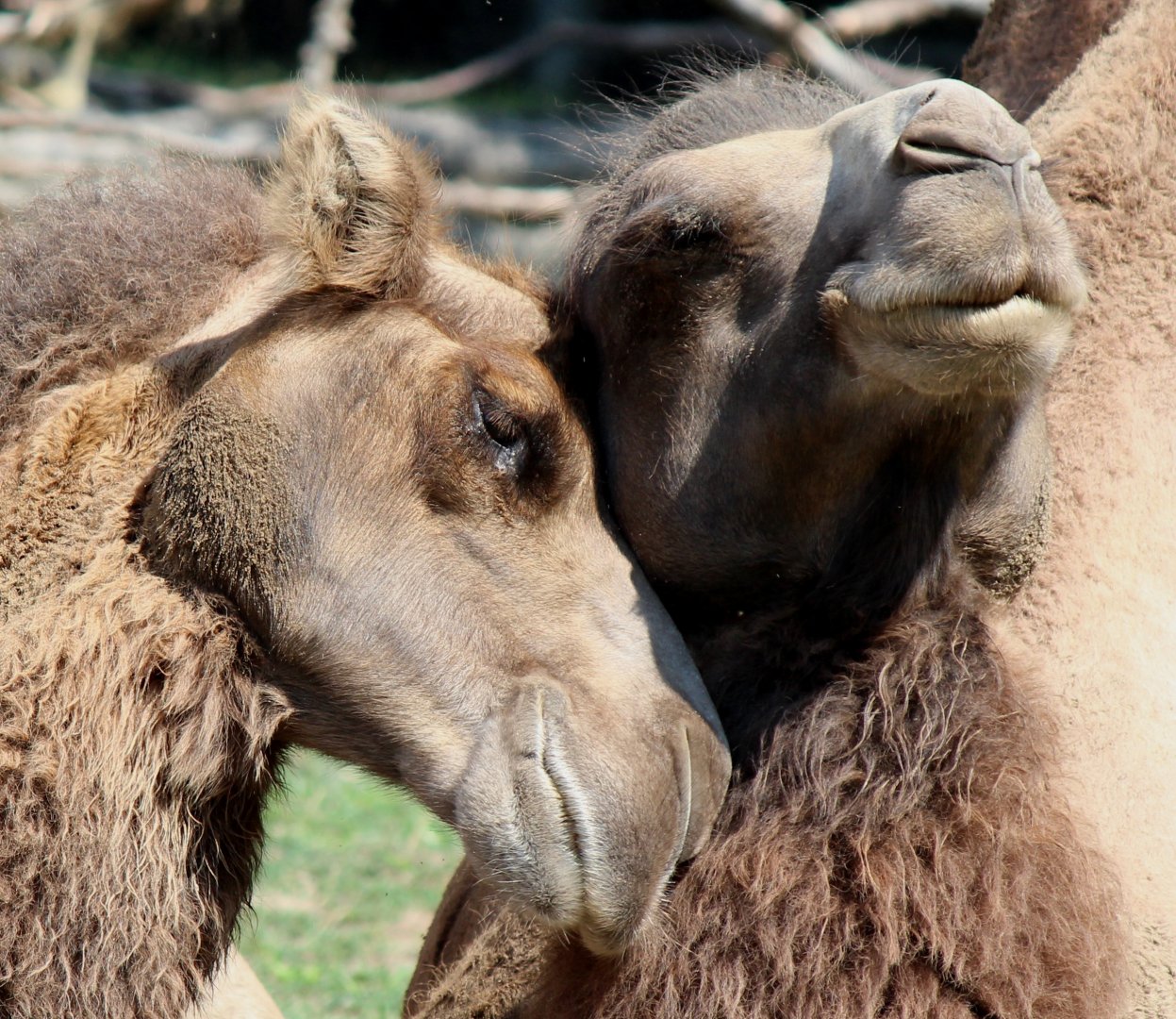 Detroit Zoo - Bactrian Camels - August, 2016