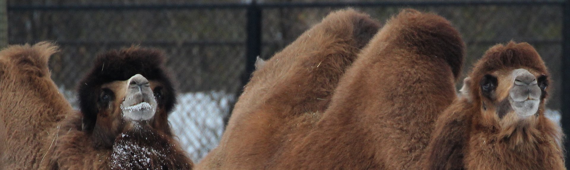 Detroit Zoo - Bactrian Camels - December, 2016