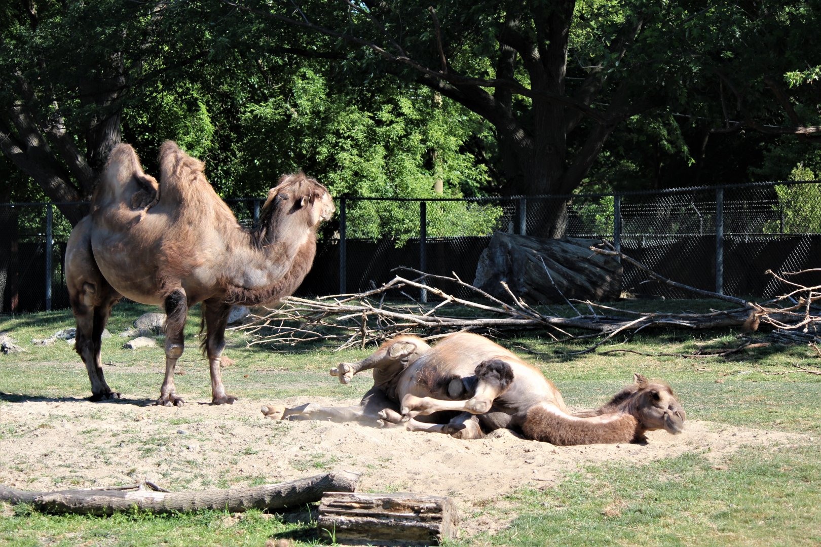 Detroit Zoo - Bactrian Camels - June, 2016