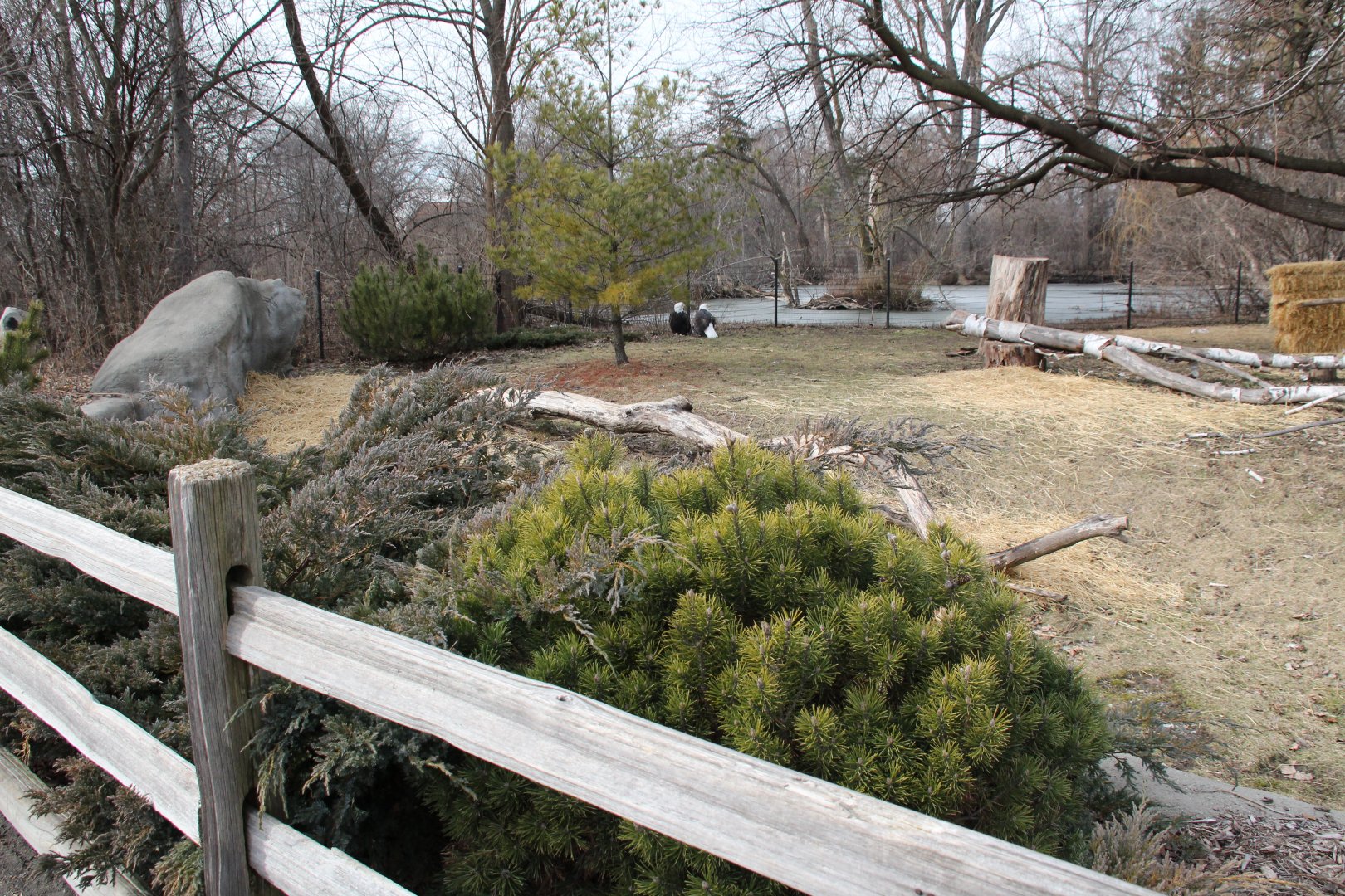 Detroit Zoo - Bald Eagle enclosure