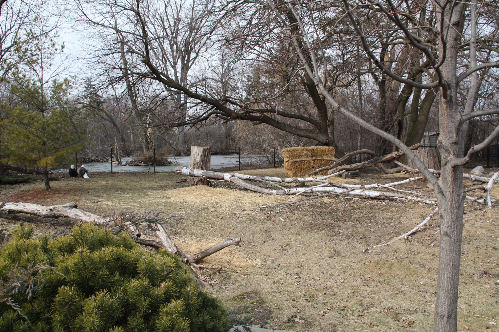 Detroit Zoo - Bald Eagle enclosure