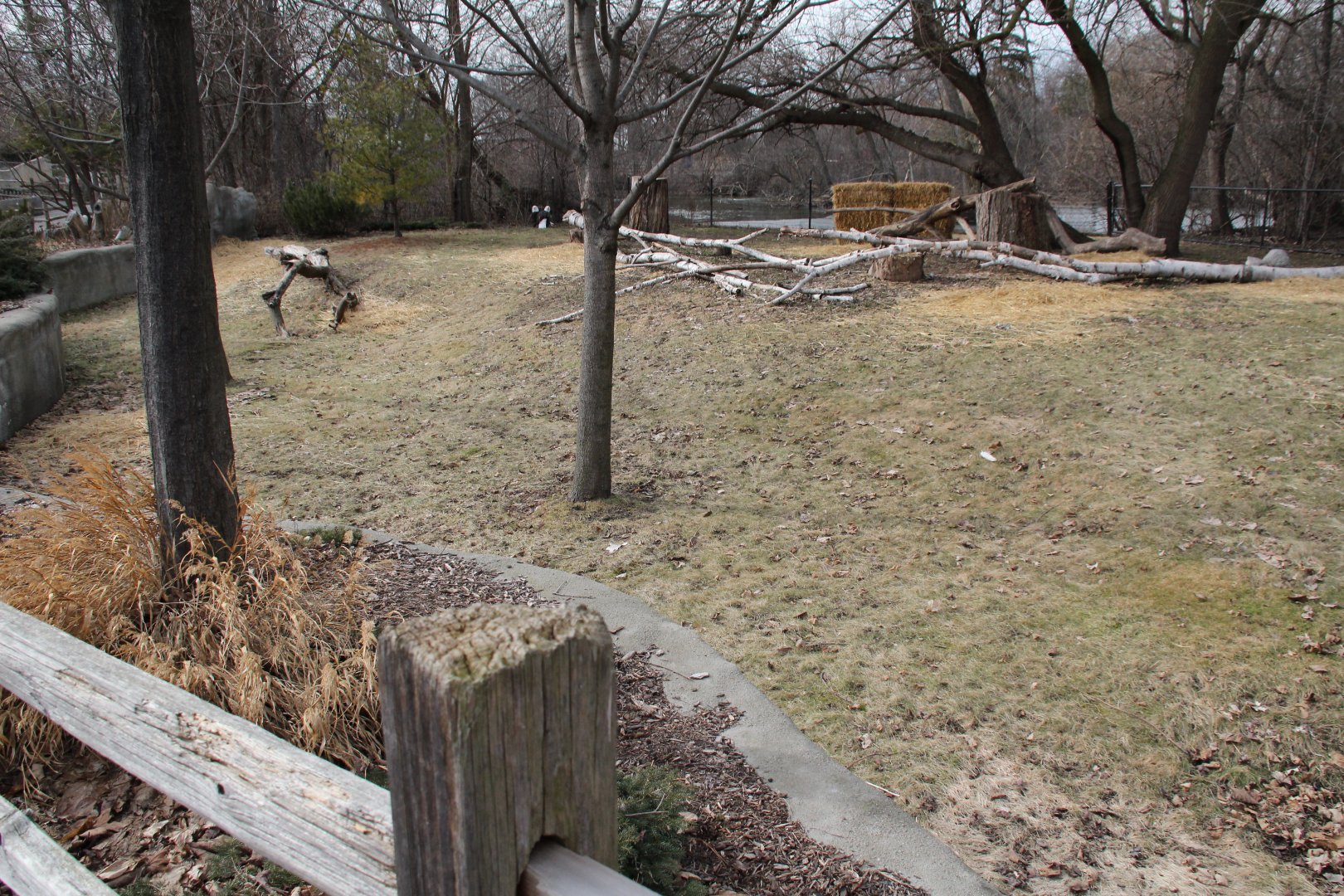 Detroit Zoo - Bald Eagle enclosure