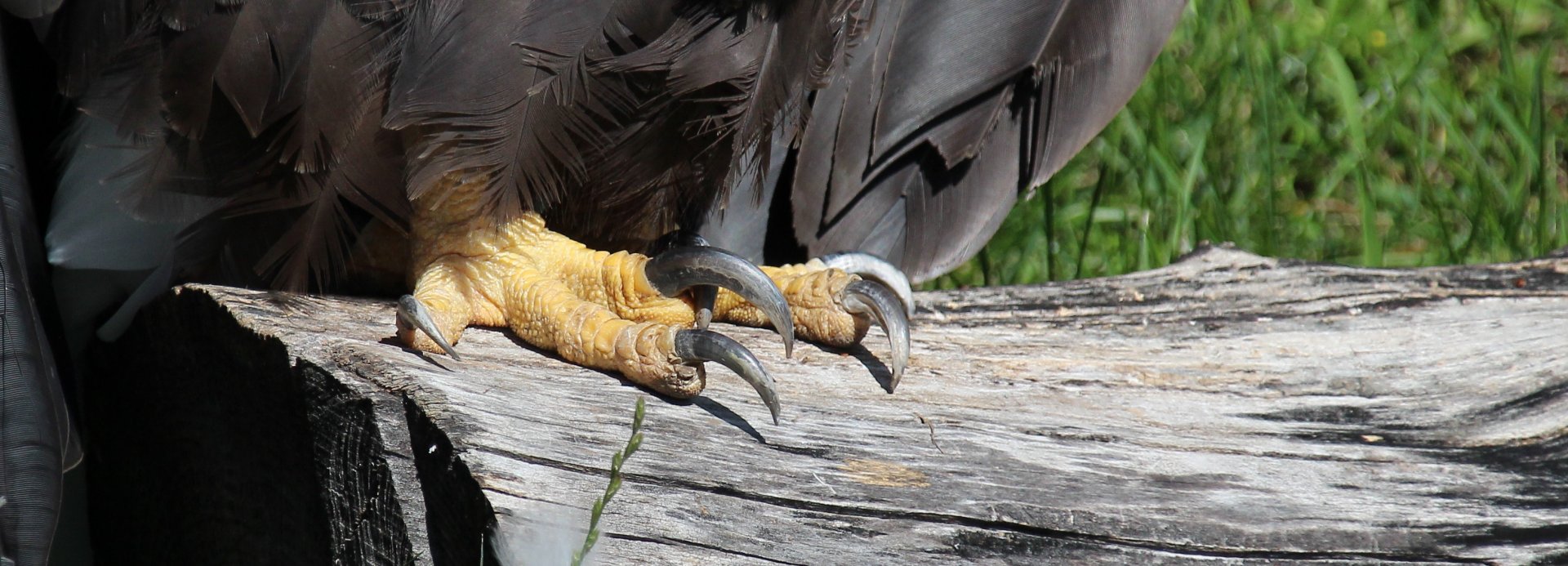 Detroit Zoo - Bald Eagle talons - August, 2016
