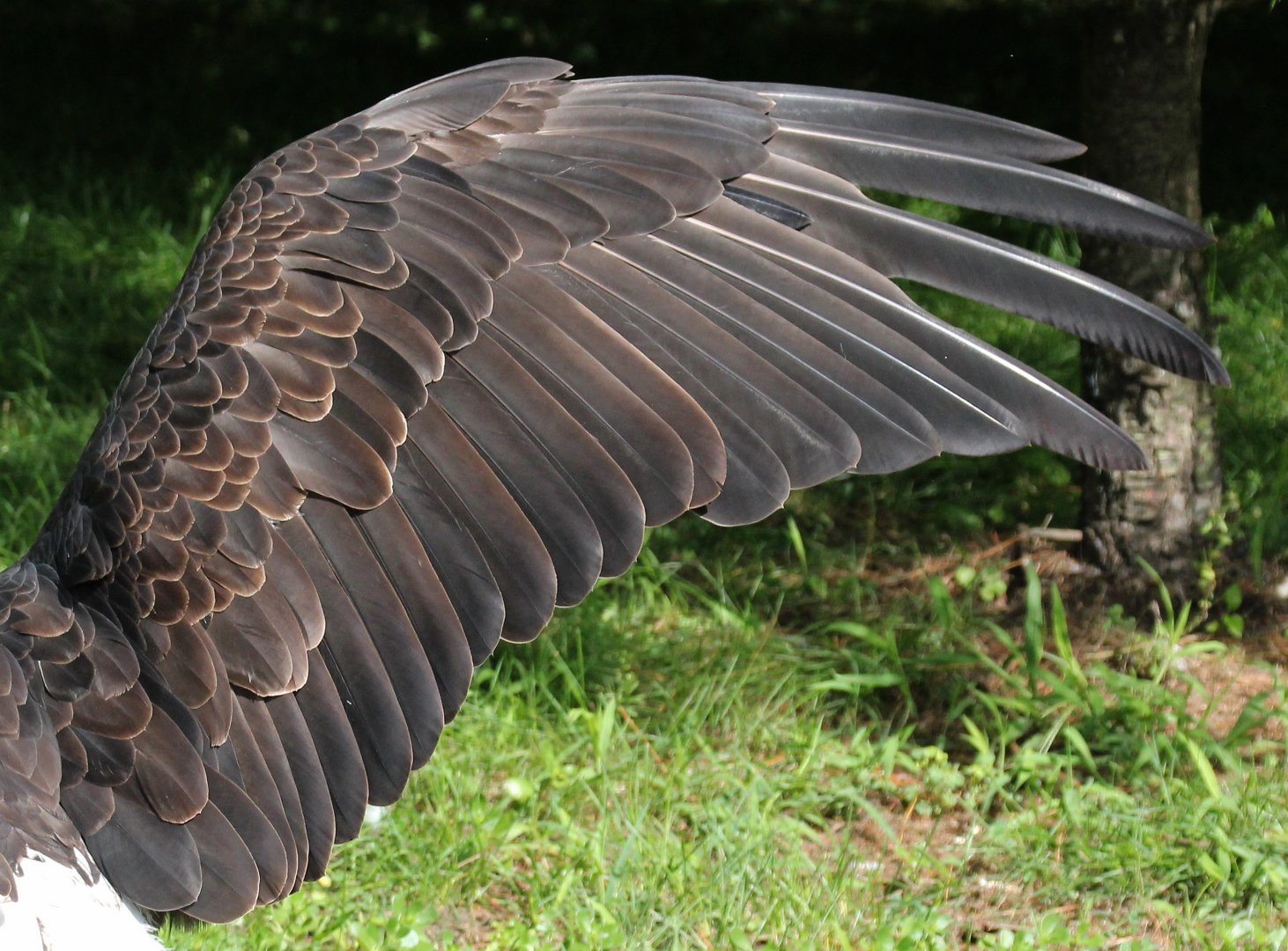 Detroit Zoo - Bald Eagle wing - August, 2016