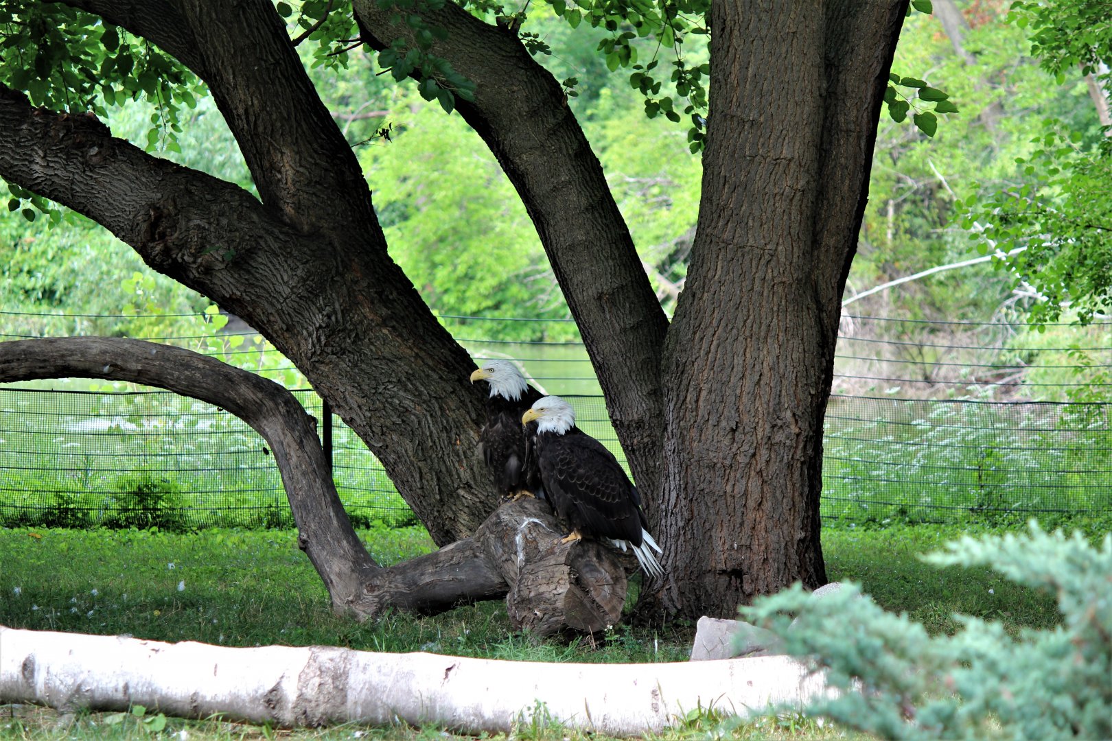 Detroit Zoo - Bald Eagles - Summer, 2016
