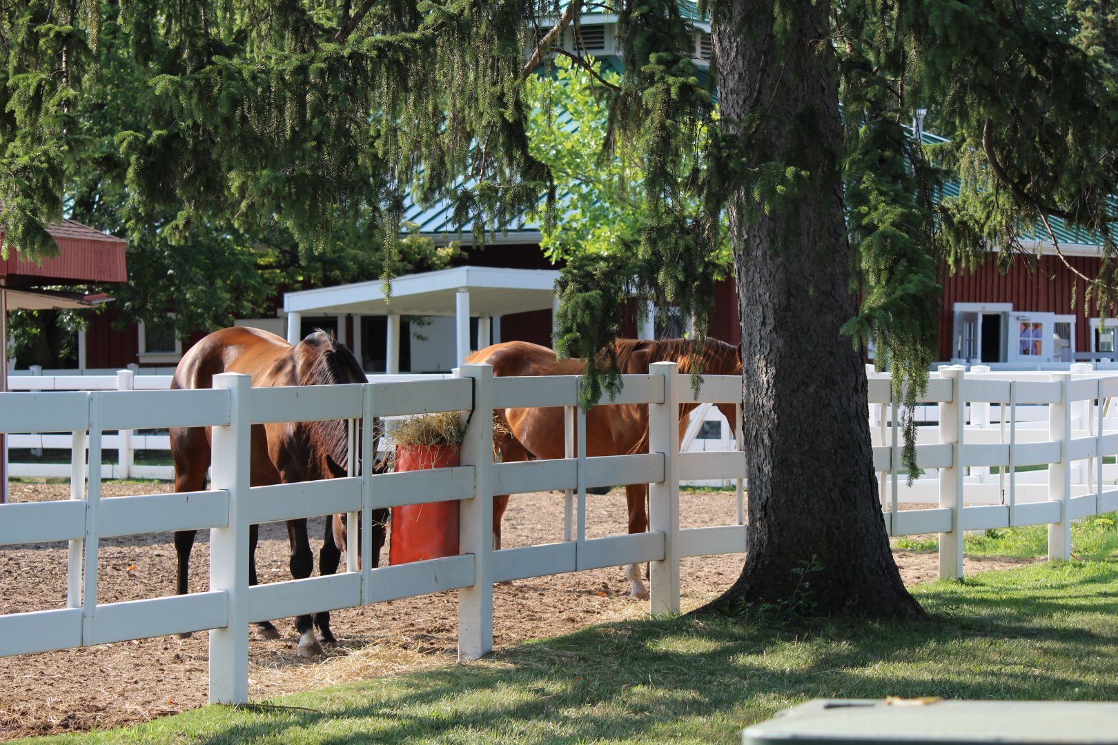 Detroit Zoo - Barnyard - Summer, 2016