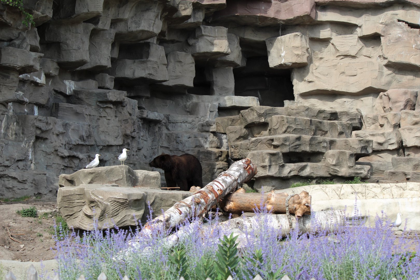 Detroit Zoo - Bear Dens - Summer, 2016