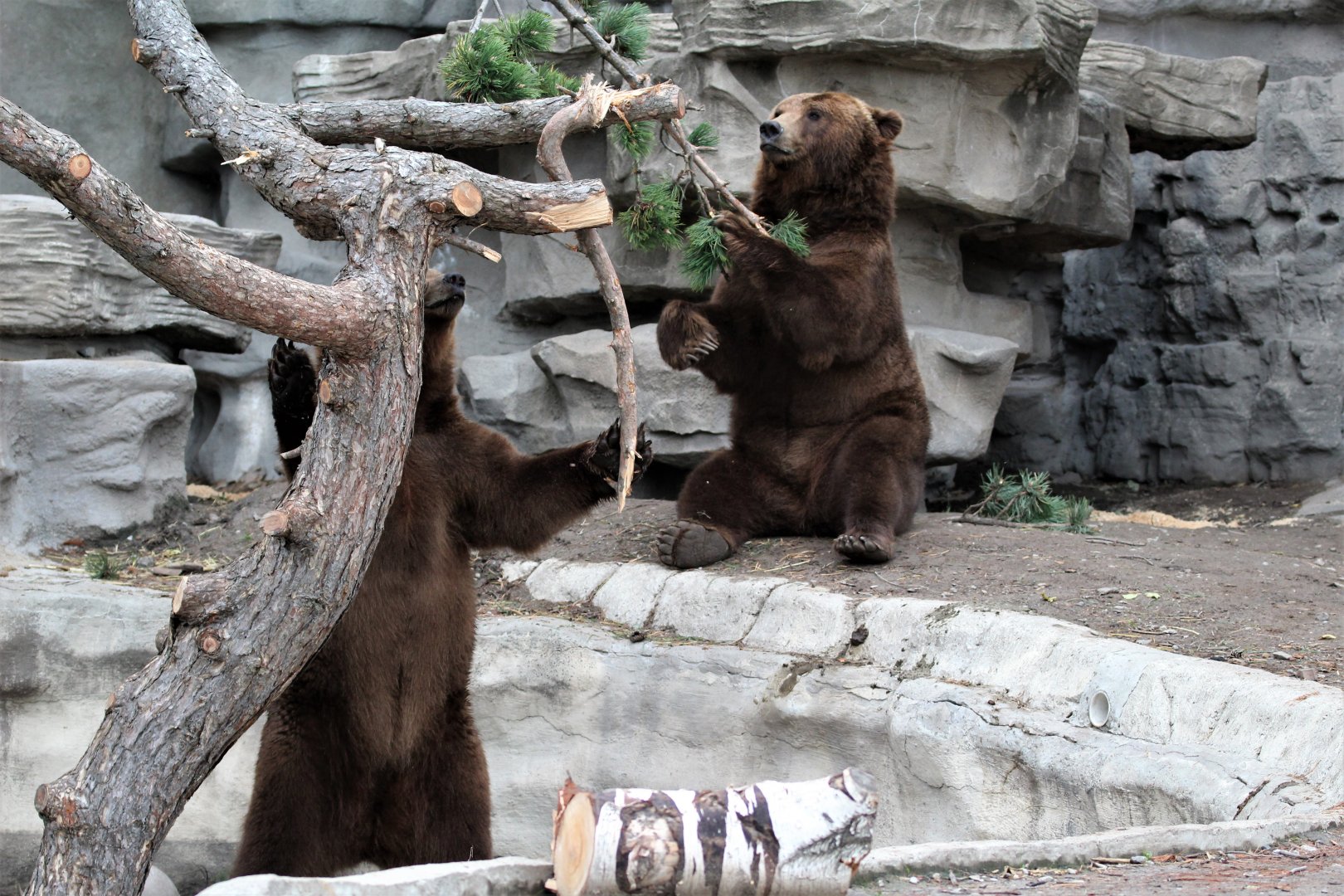 Detroit Zoo - Bear Dens - Summer, 2016