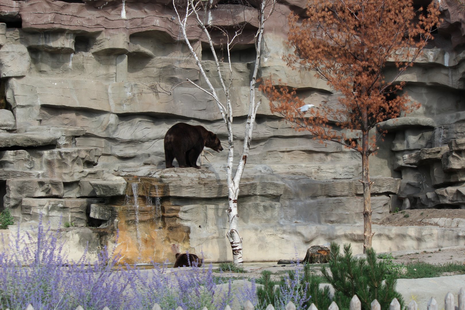 Detroit Zoo - Bear Dens - Summer, 2016