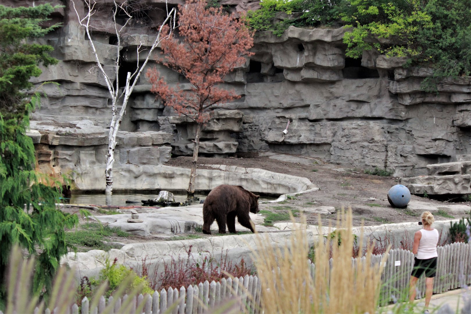 Detroit Zoo - Bear Dens - Summer, 2016