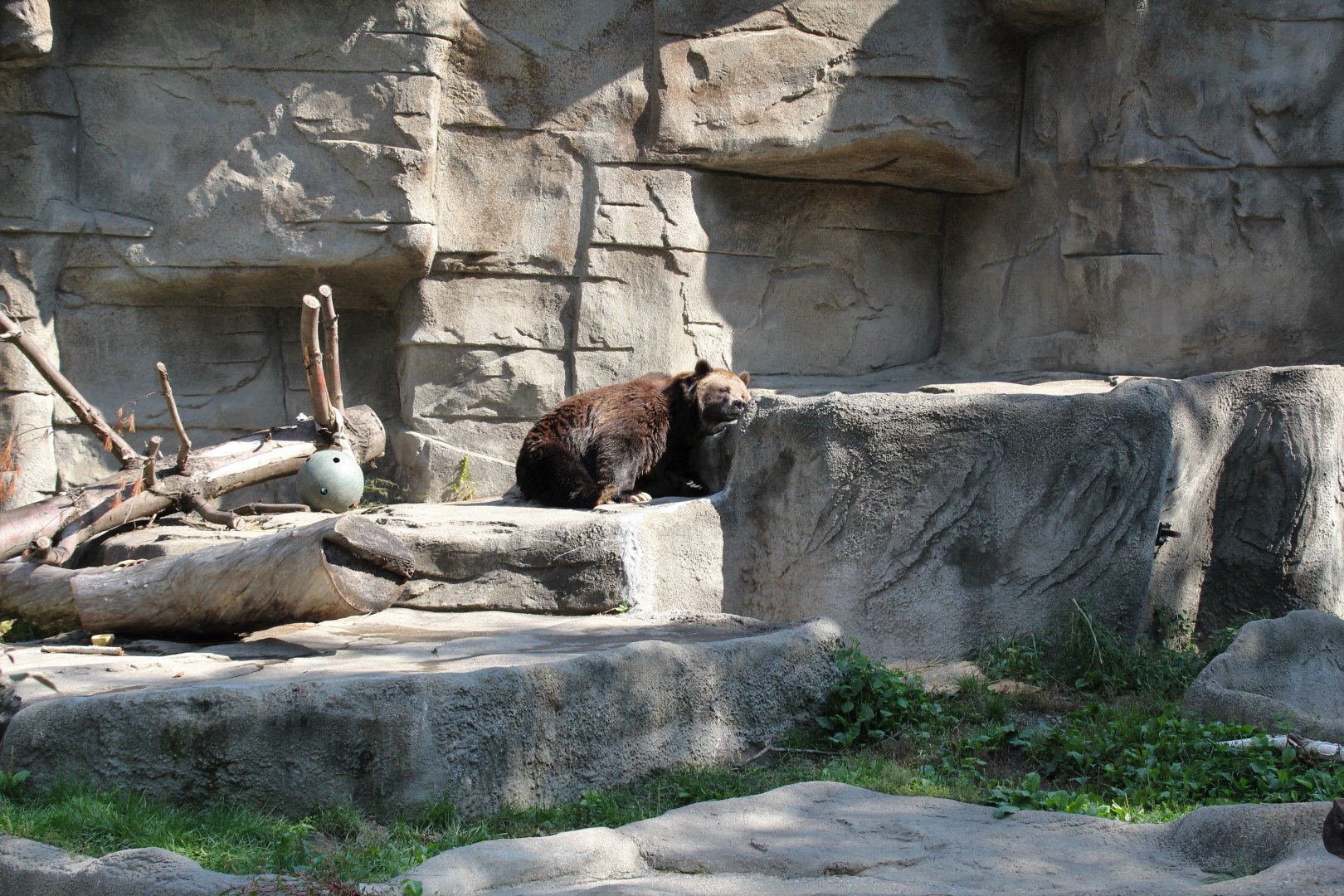 Detroit Zoo - Bear Dens - Summer, 2016