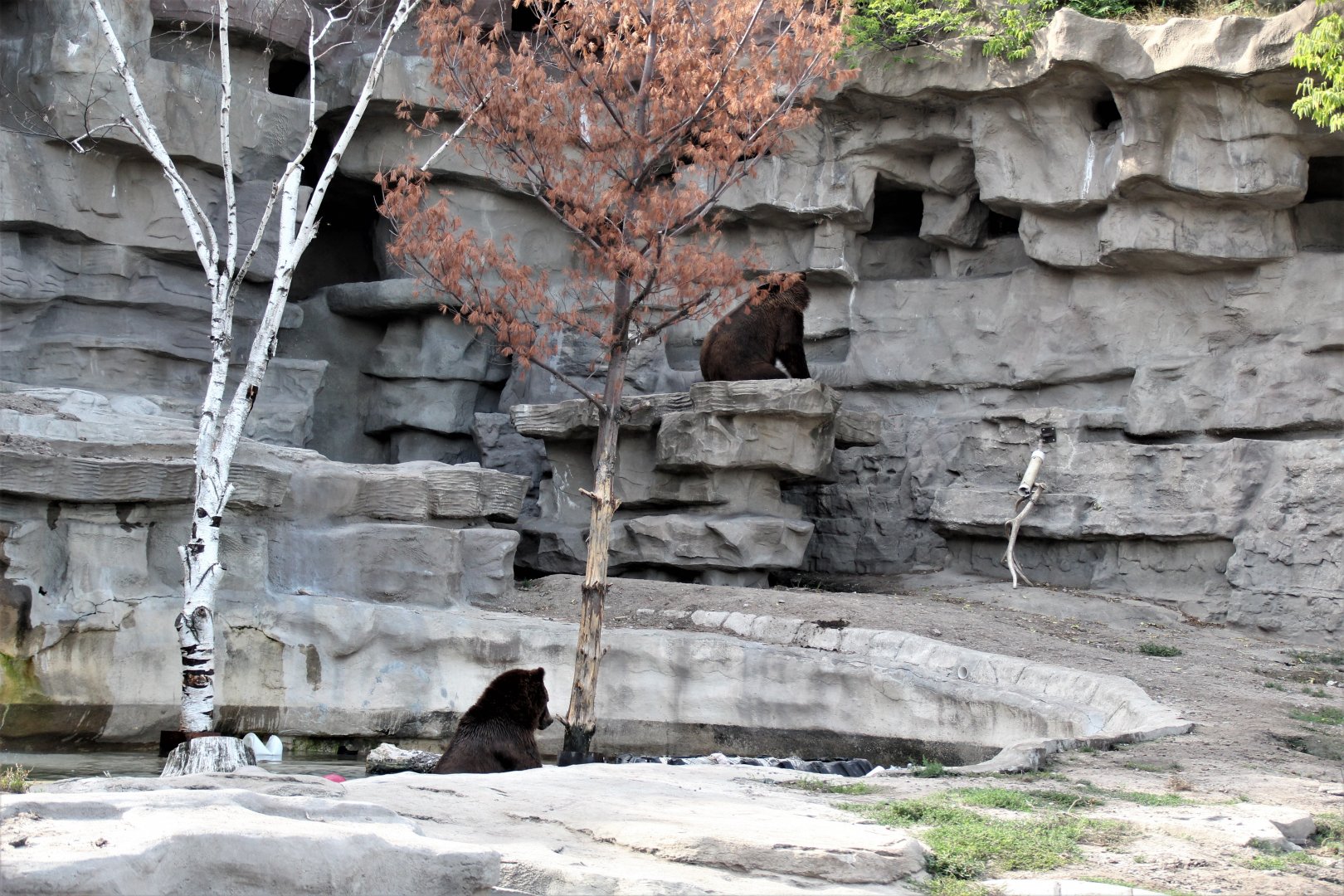 Detroit Zoo - Bear Dens - Summer, 2016