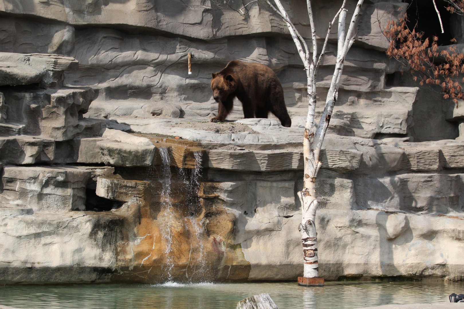 Detroit Zoo - Bear Dens - Summer, 2016