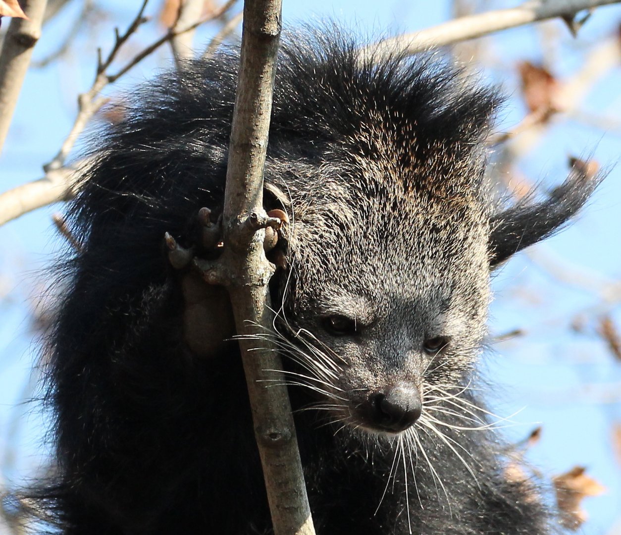Detroit Zoo - Binturong (aka "bear cat")  - November, 2016