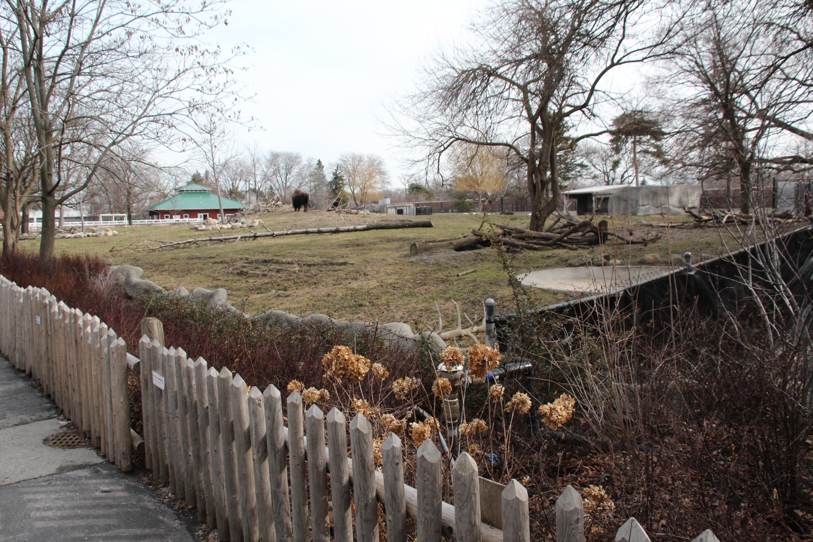Detroit Zoo - Bison enclosure