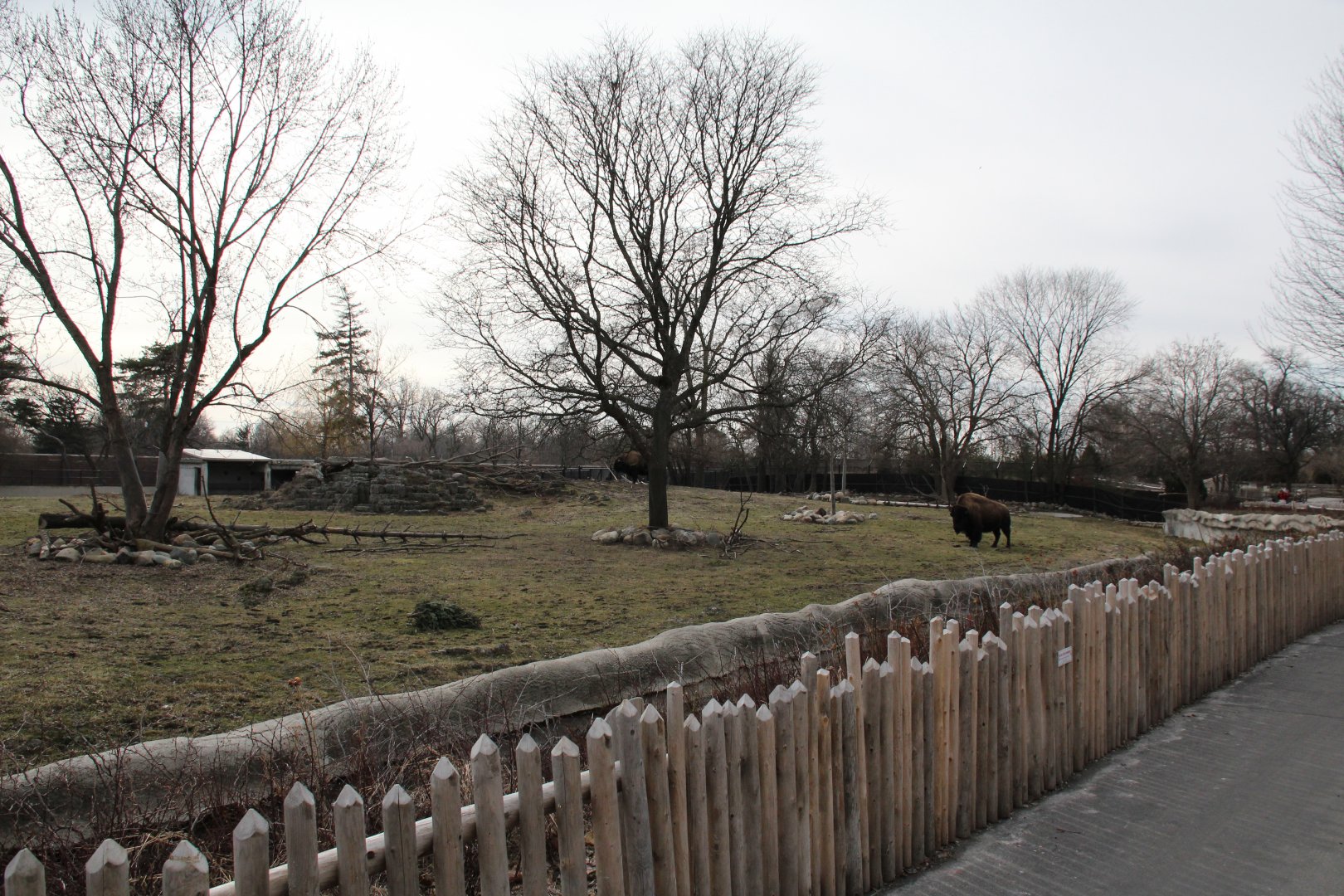 Detroit Zoo - Bison enclosure