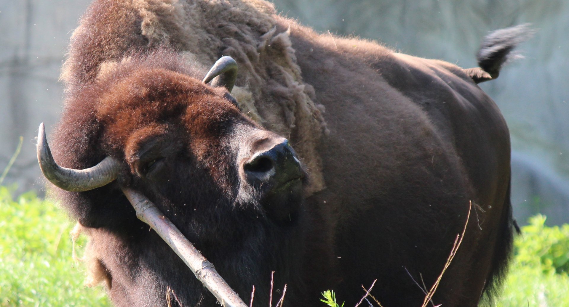 Detroit Zoo - Bison - July, 2016
