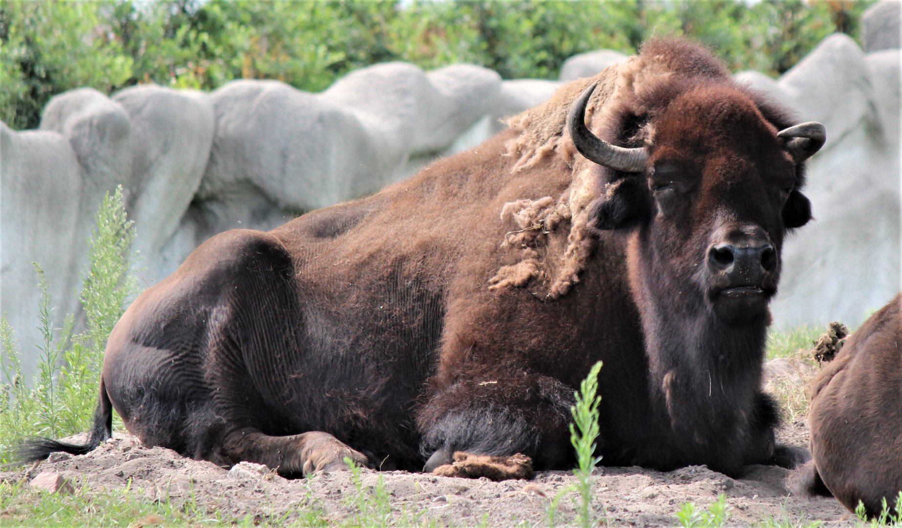 Detroit Zoo - Bison - July, 2016