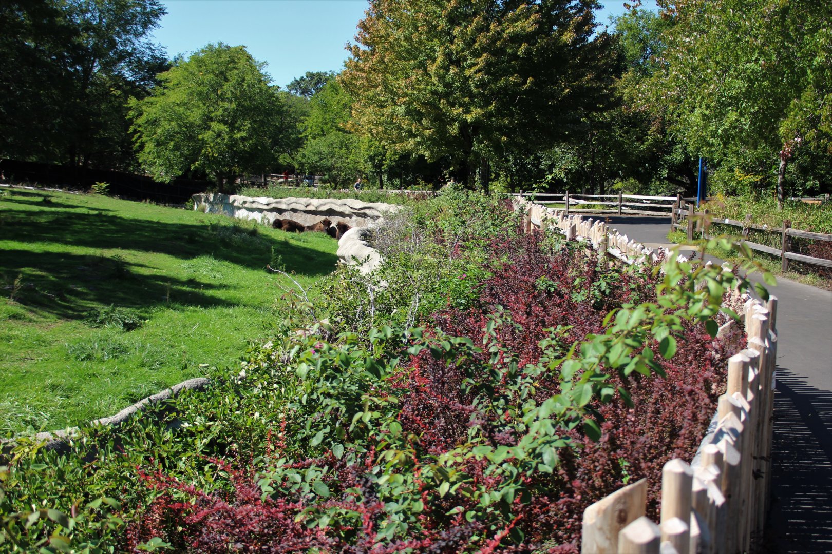 Detroit Zoo - Bison Paddock - Summer, 2016