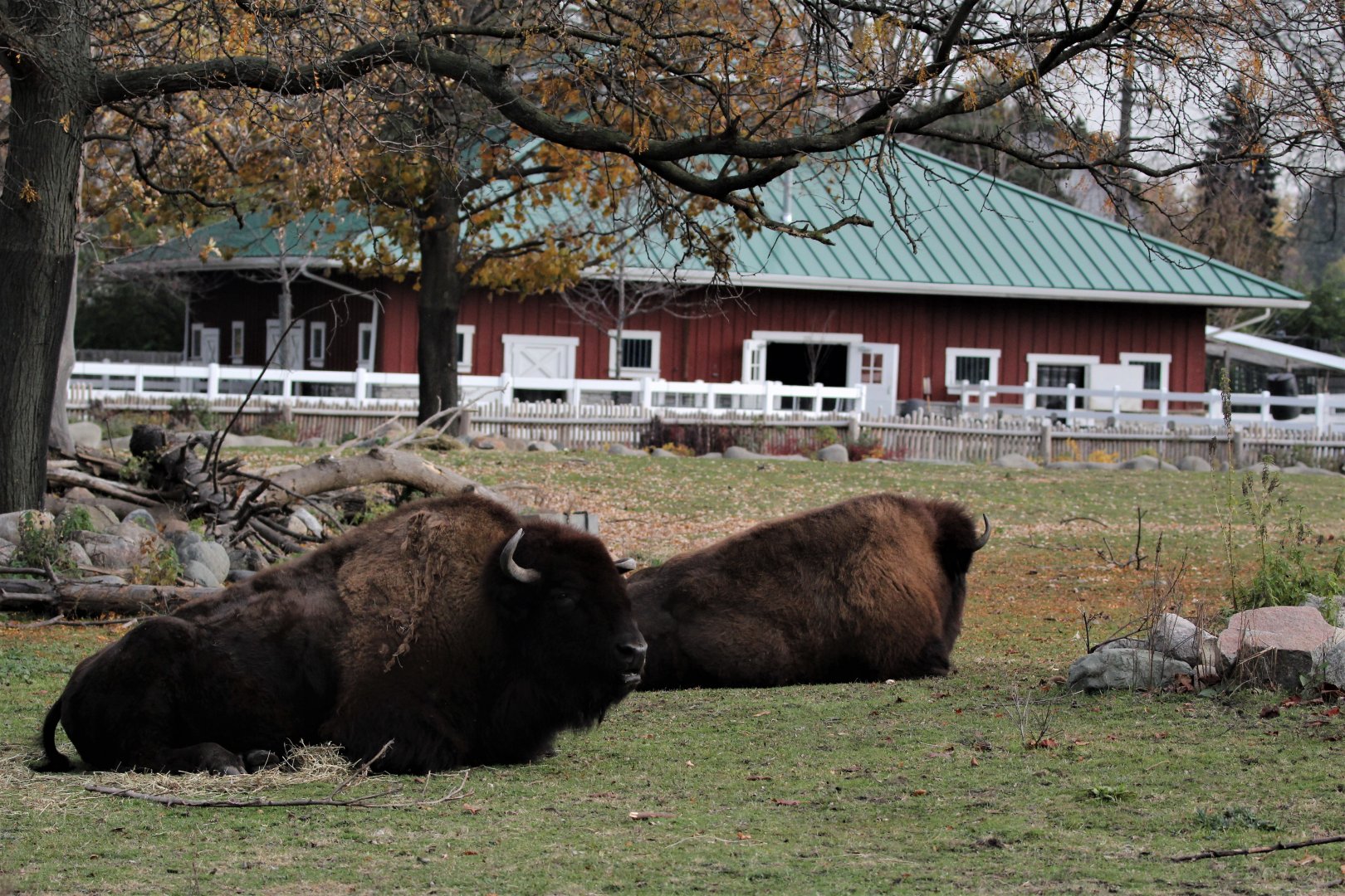 Detroit Zoo - Bison Paddock - Summer, 2016