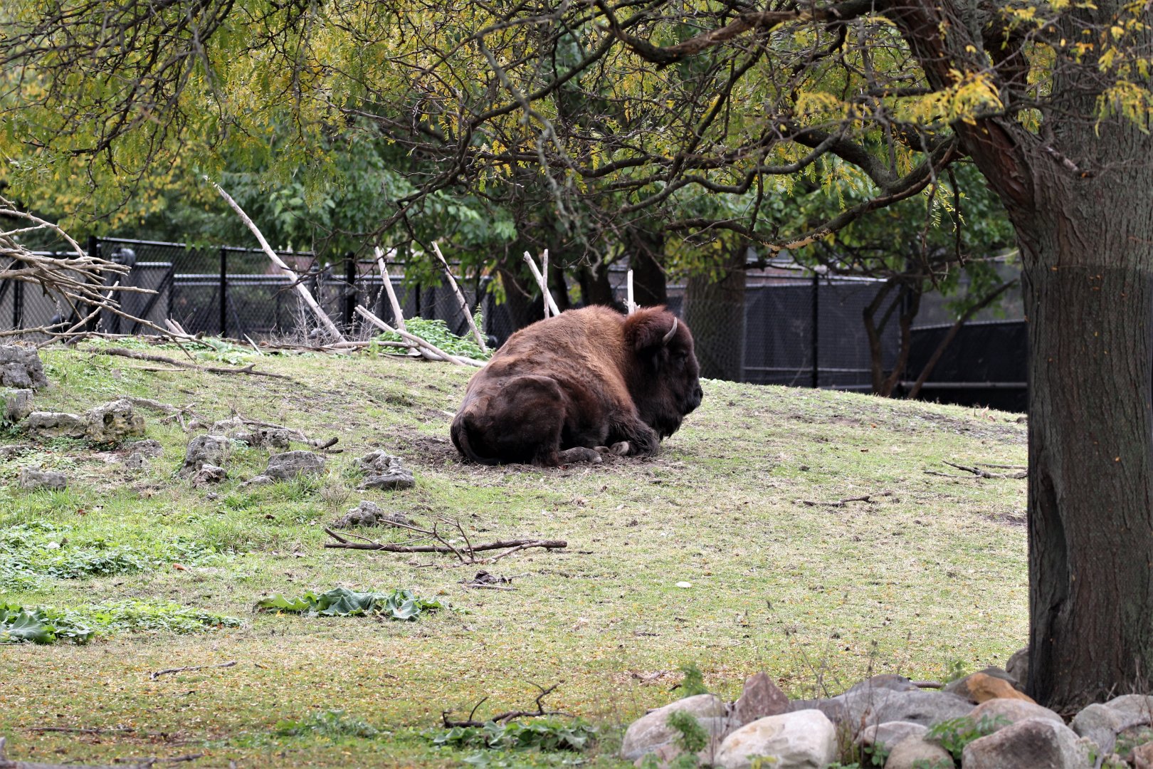 Detroit Zoo - Bison Paddock - Summer, 2016