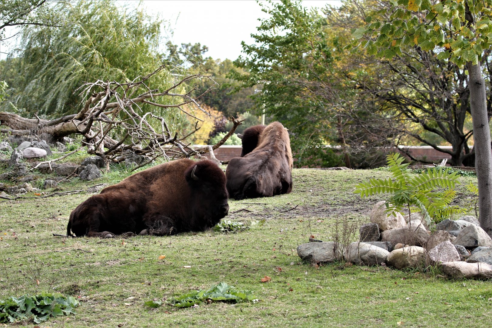 Detroit Zoo - Bison Paddock - Summer, 2016