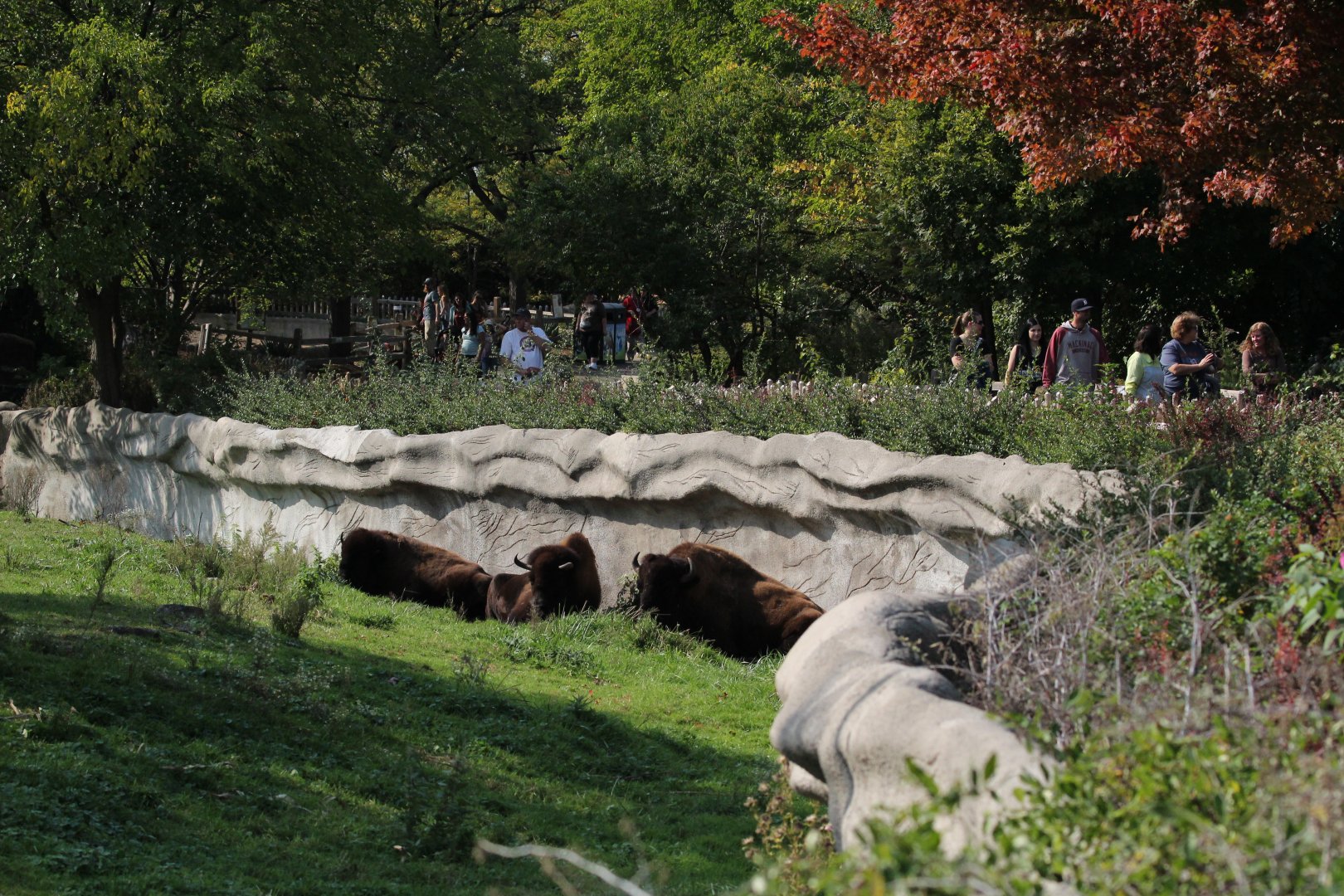 Detroit Zoo - Bison Paddock - Summer, 2016