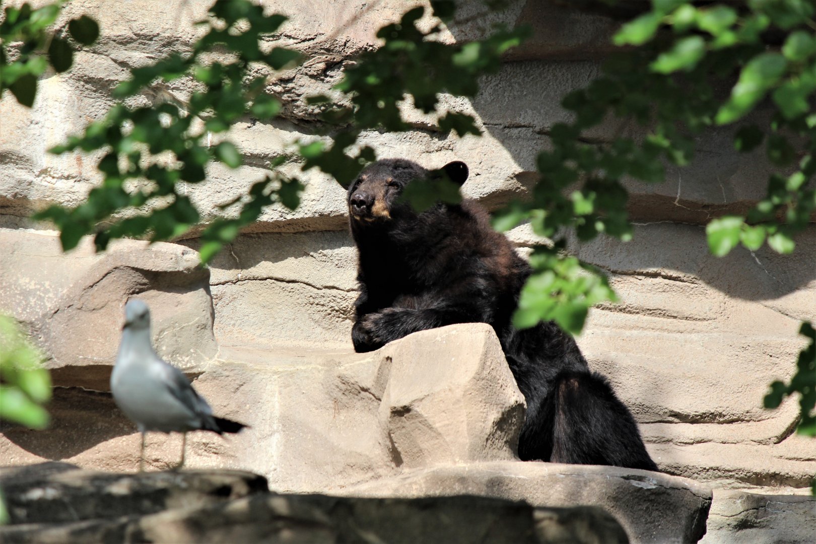 Detroit Zoo - Black Bear - July, 2016