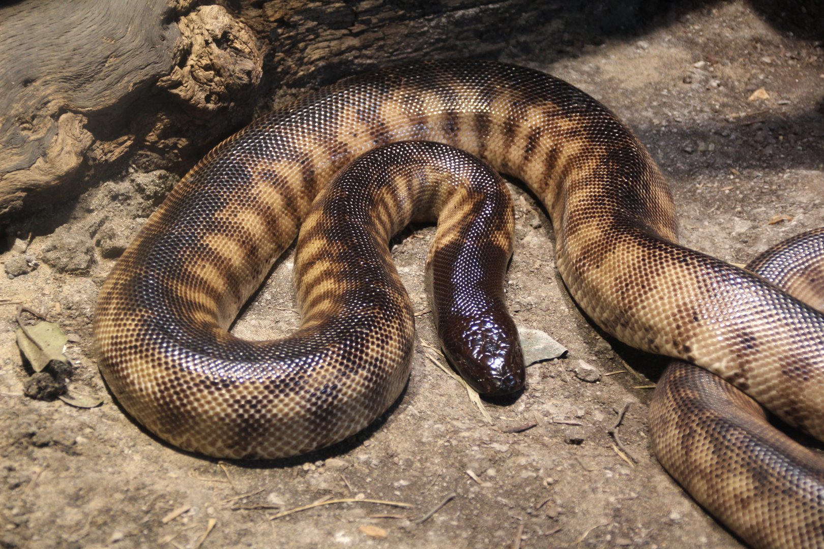 Detroit Zoo - Black-headed Python - September, 2016