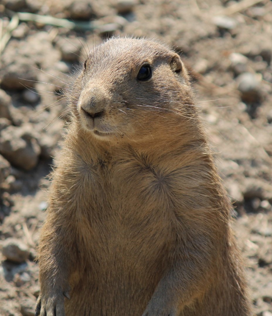 Detroit Zoo - Black-tailed Prairie Dog - July, 2016