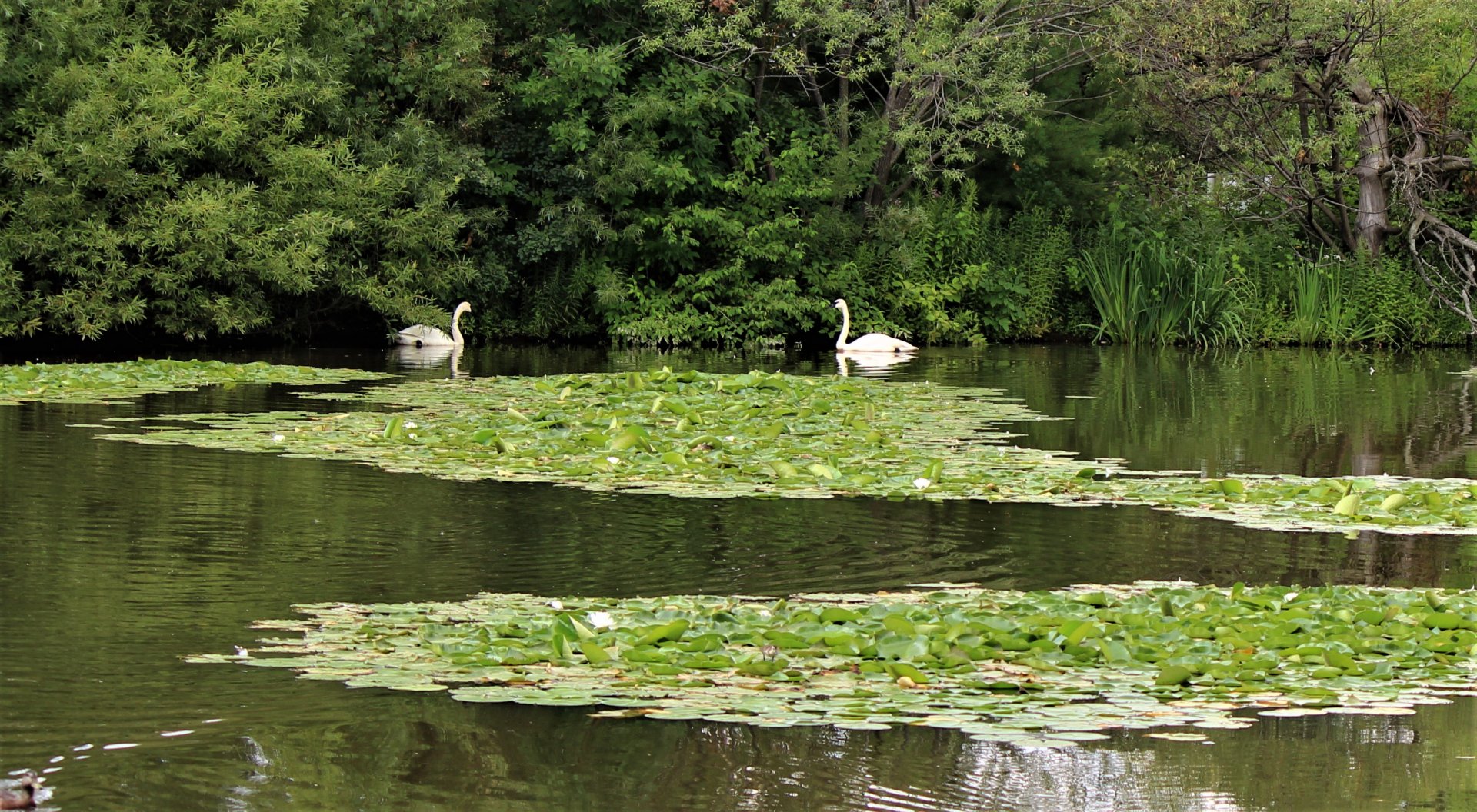 Detroit Zoo - Boardwalk - Summer, 2016